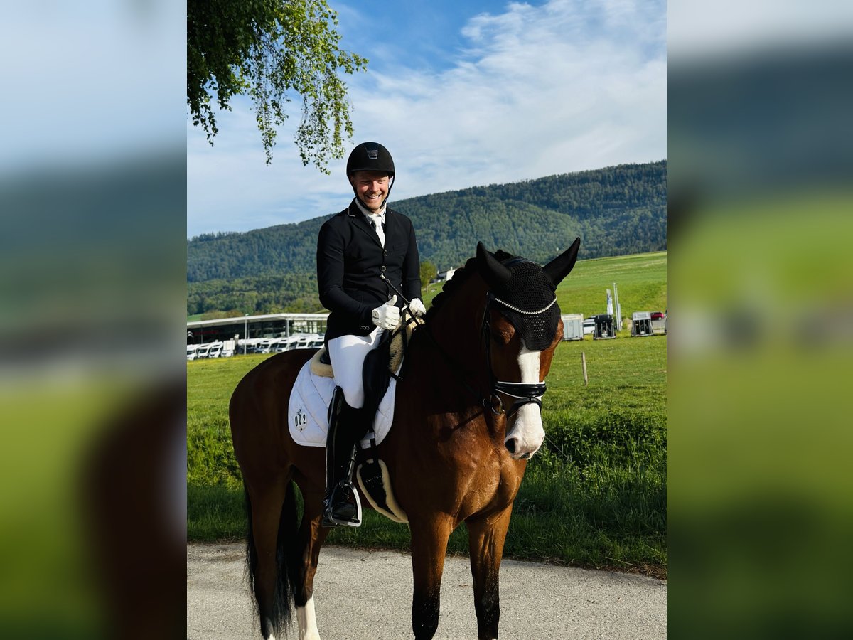 Koń oldenburski Wałach 4 lat 168 cm Ciemnogniada in Deitingen