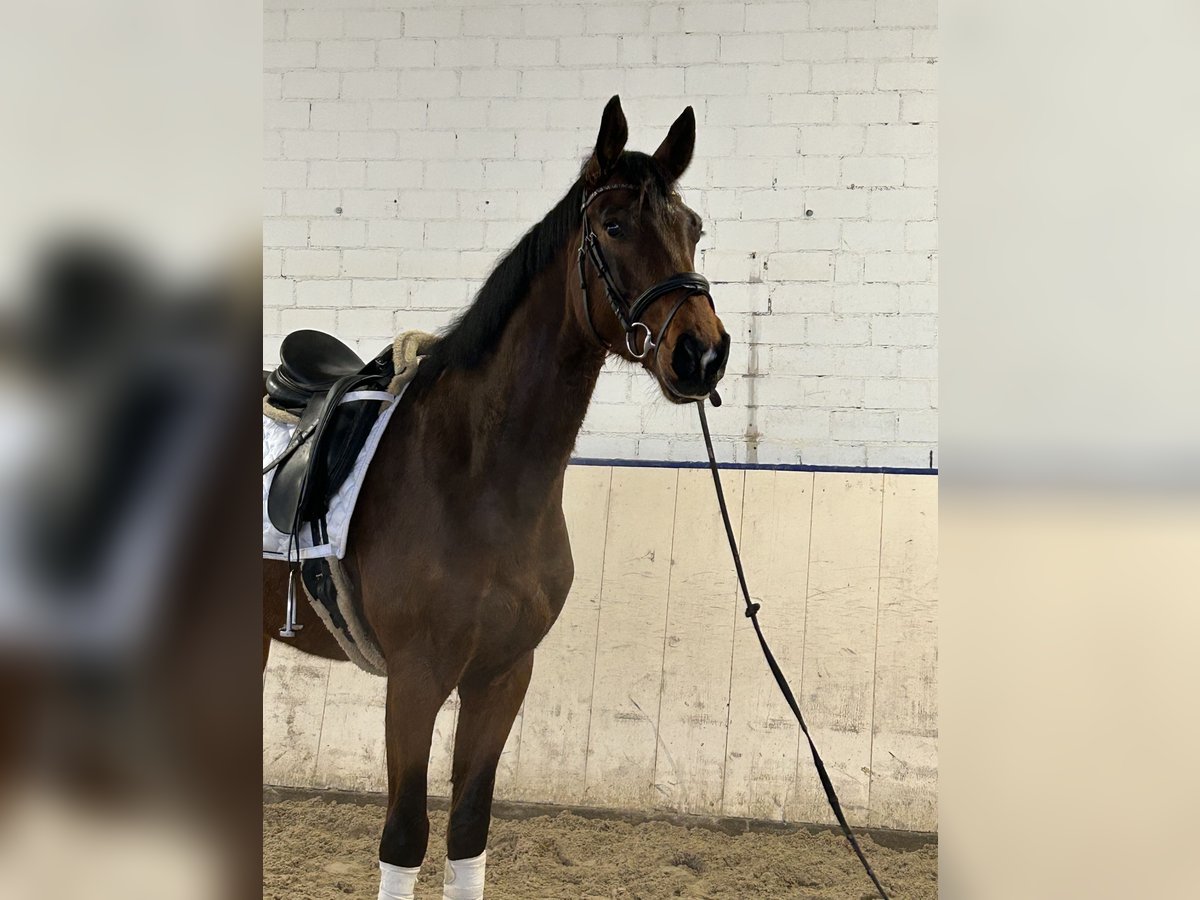 Koń oldenburski Wałach 4 lat 170 cm Ciemnogniada in GundelfingeN