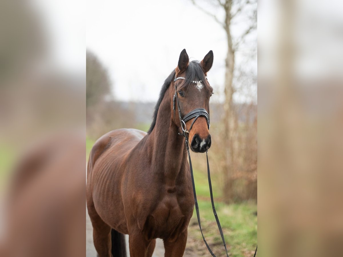 Koń oldenburski Wałach 4 lat 170 cm Gniada in KöhlenElmlohe