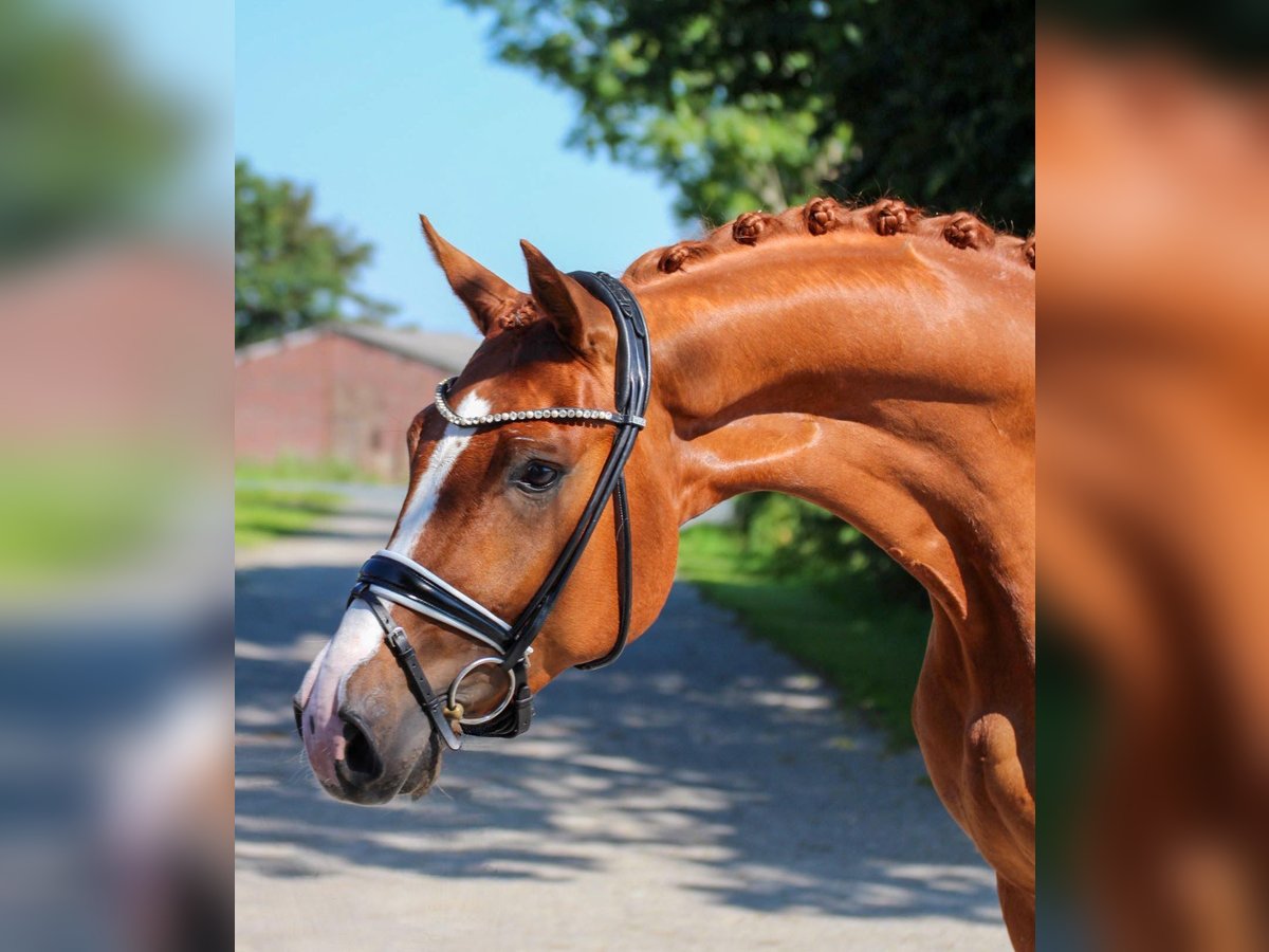 Koń oldenburski Wałach 4 lat 170 cm Kasztanowata in Wangerland Hohenkirchen