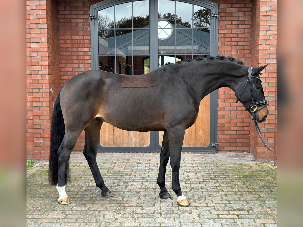 Koń oldenburski Wałach 4 lat 171 cm Ciemnogniada in Westerstede