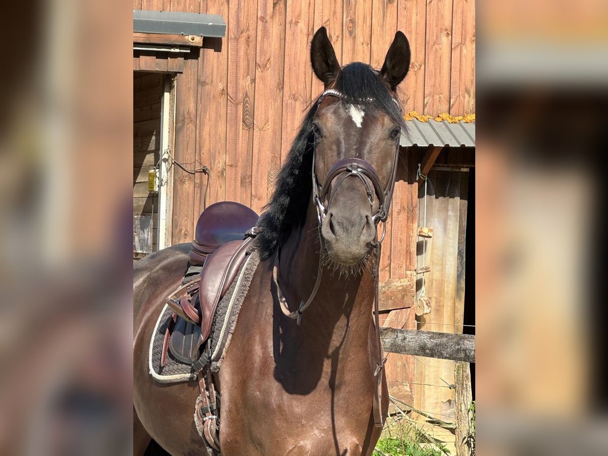 Koń oldenburski Wałach 4 lat 171 cm Kara in Bispingen