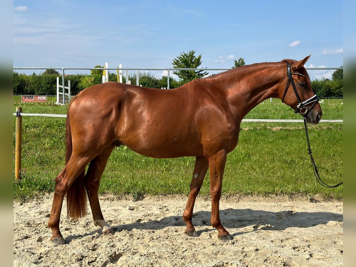 Koń oldenburski Wałach 4 lat 171 cm Kasztanowata in Salzhemmendorf