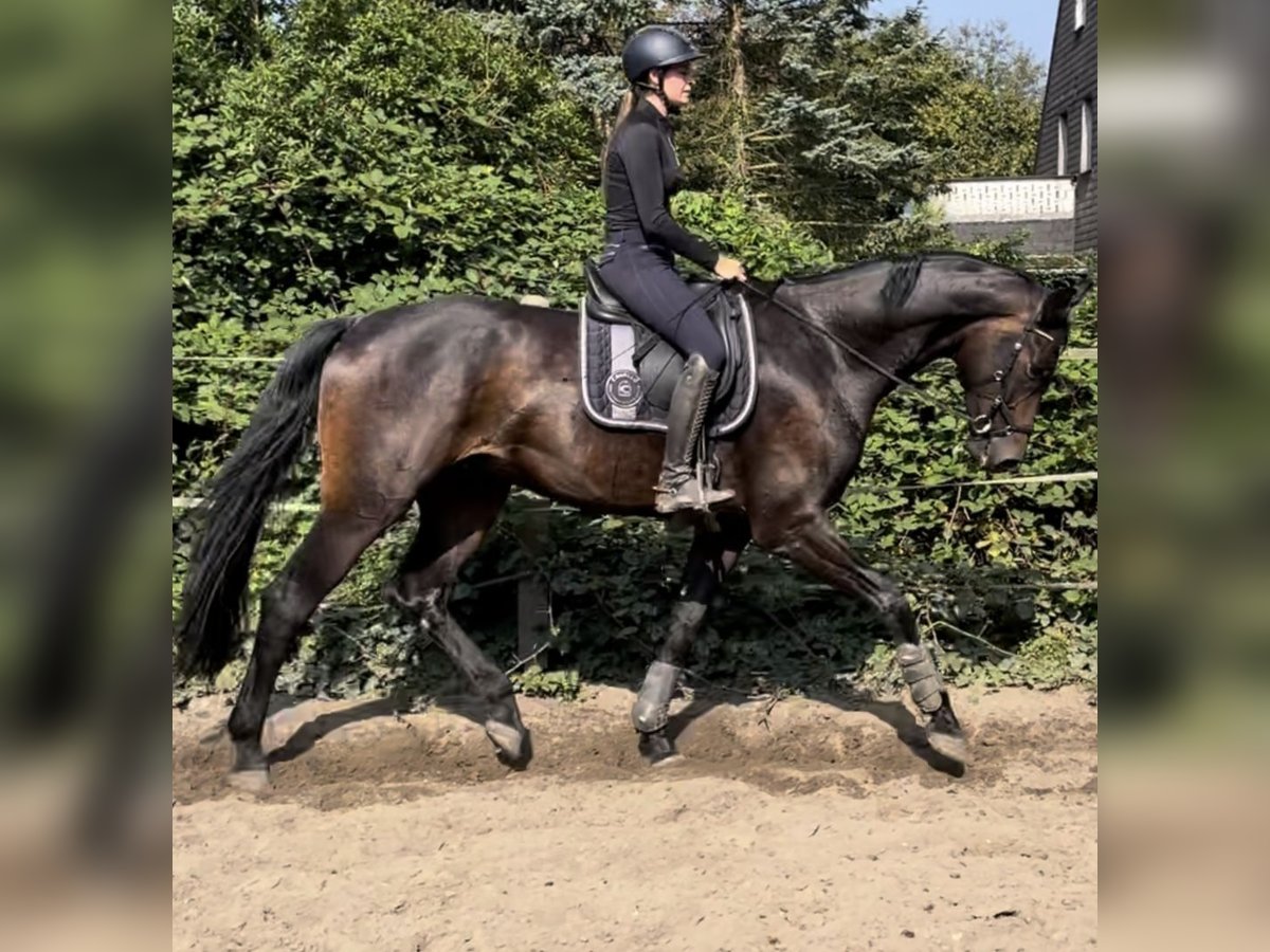 Koń oldenburski Wałach 4 lat 175 cm Ciemnogniada in Oberhausen