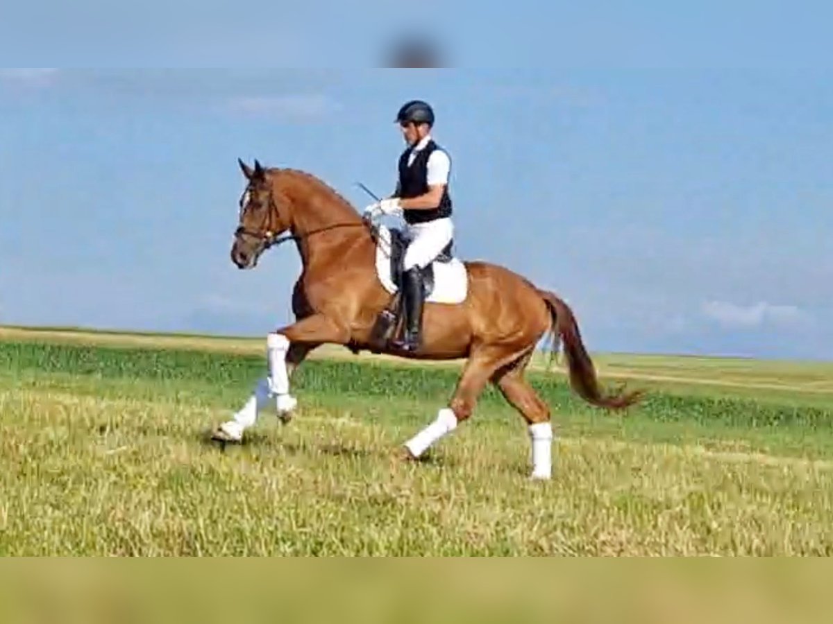 Koń oldenburski Wałach 4 lat 175 cm Kasztanowata in Kirchdorf