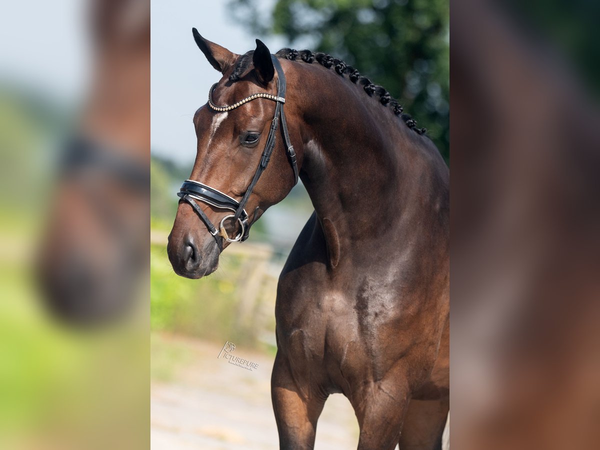 Koń oldenburski Wałach 4 lat 176 cm Gniada in WeertWeert