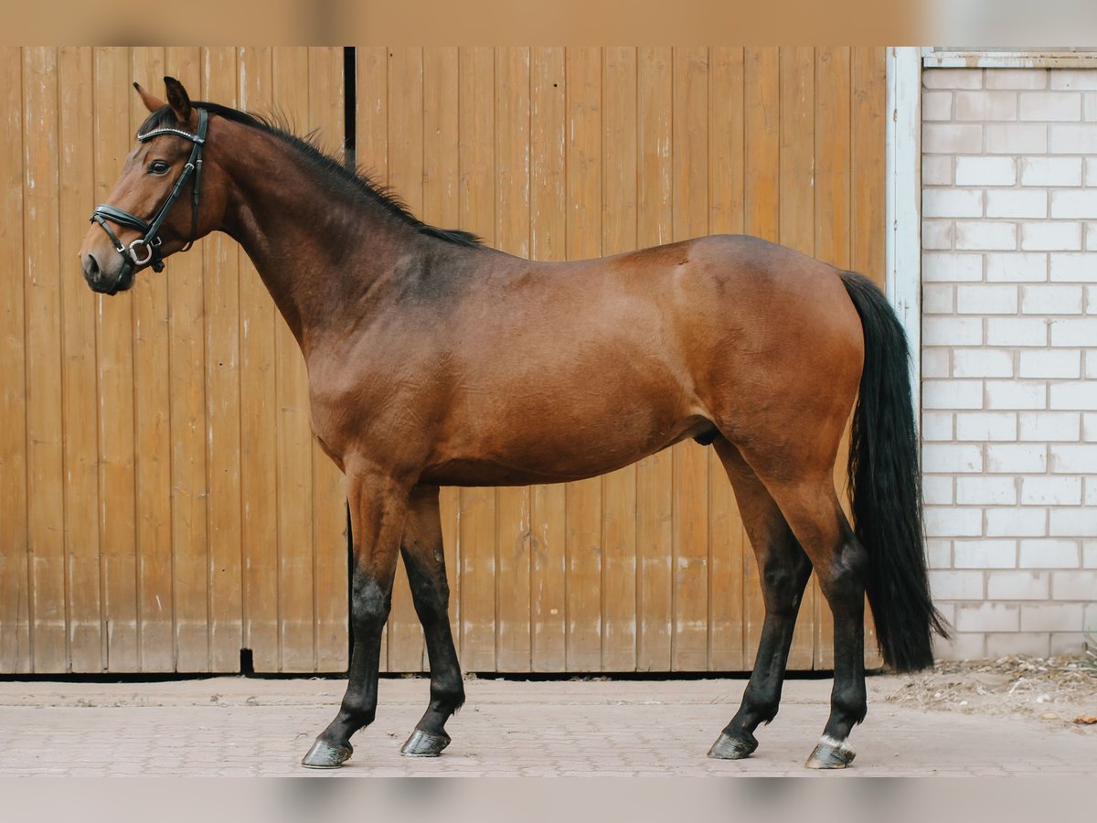 Koń oldenburski Wałach 5 lat 163 cm Gniada in Wedemark