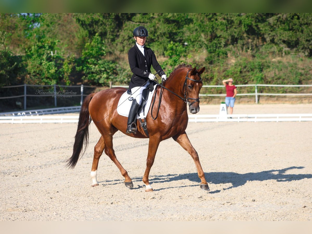 Koń oldenburski Wałach 5 lat 164 cm Kasztanowata in Milín