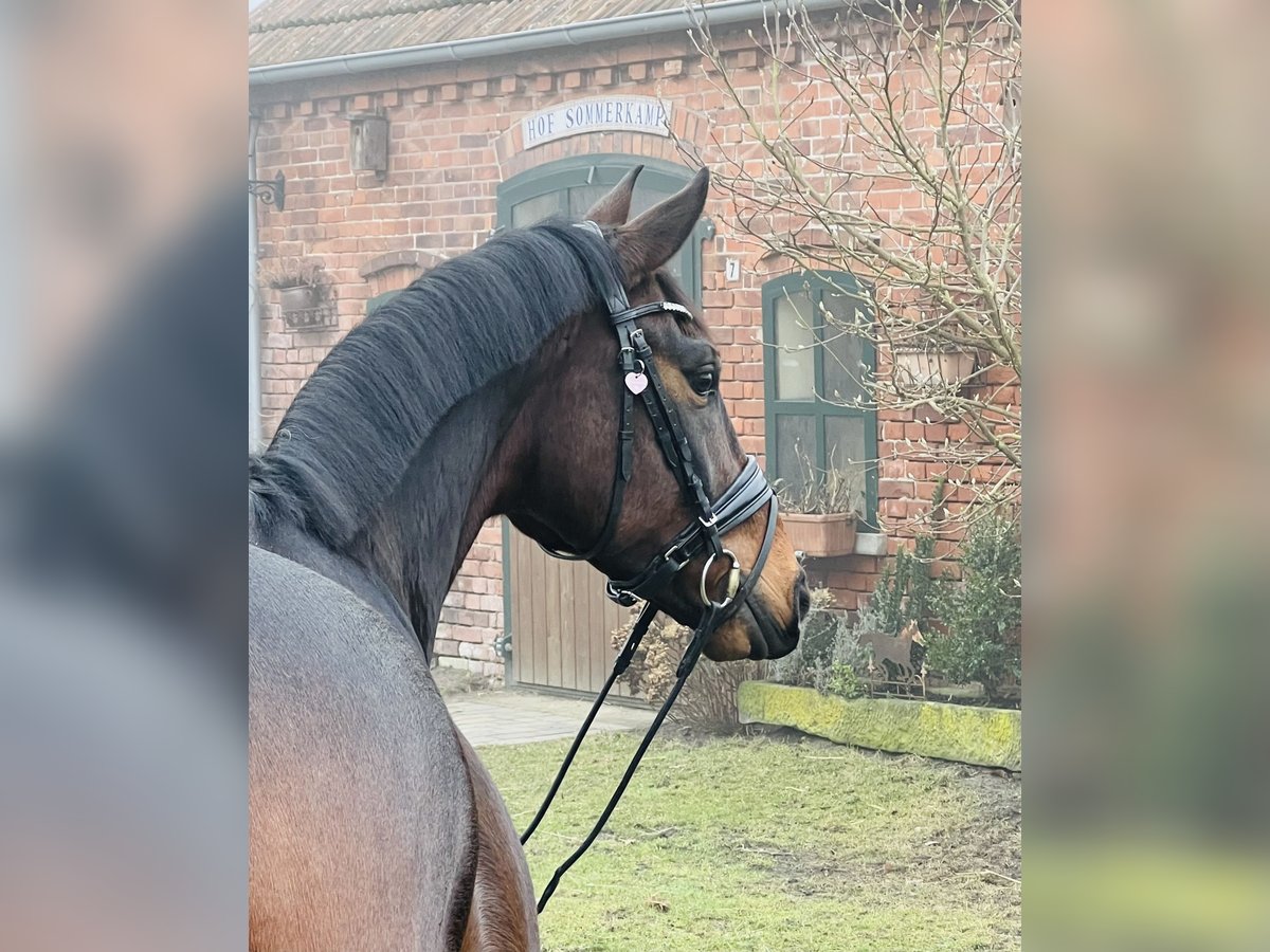 Koń oldenburski Wałach 5 lat 165 cm Gniada in Martfeld