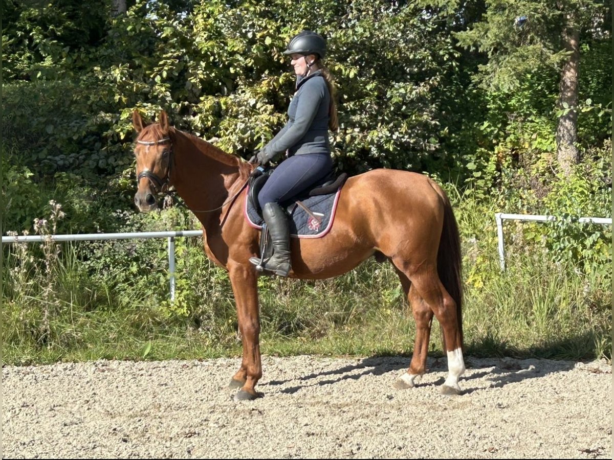 Koń oldenburski Wałach 5 lat 165 cm Kasztanowata in Pelmberg