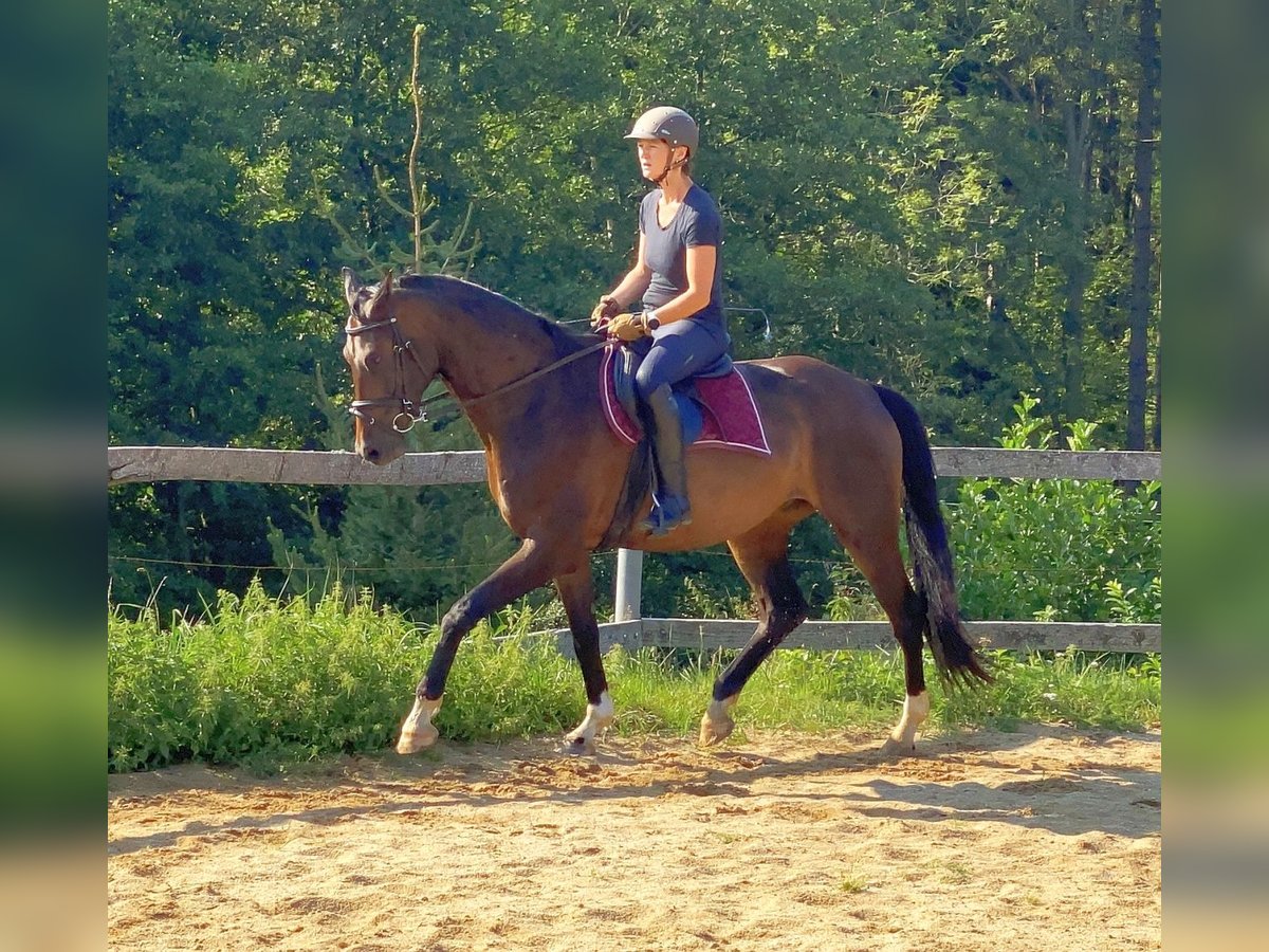 Koń oldenburski Wałach 5 lat 168 cm Gniada in Neustadt in Sachsen