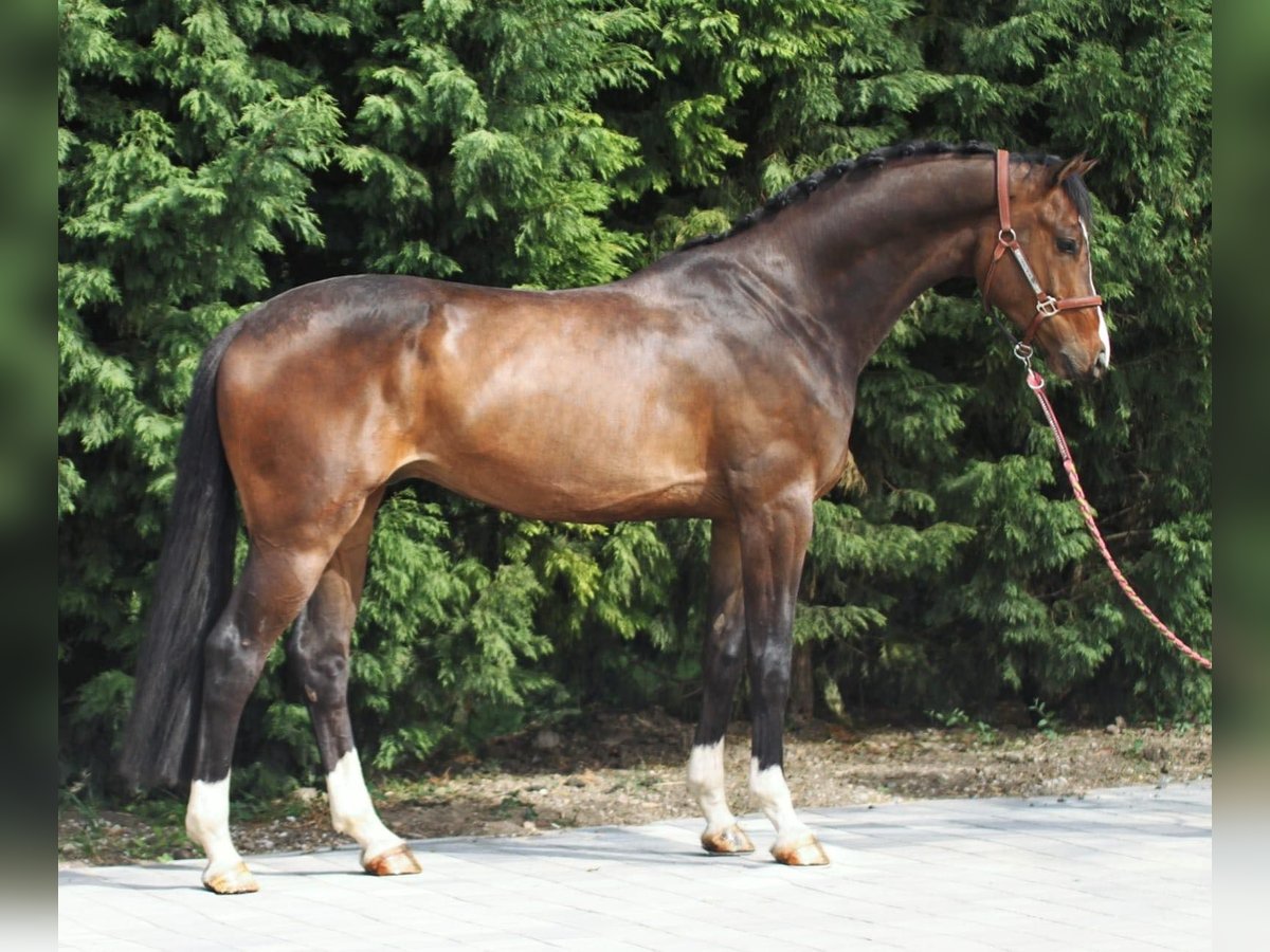 Koń oldenburski Wałach 5 lat 169 cm Gniada in Budapest