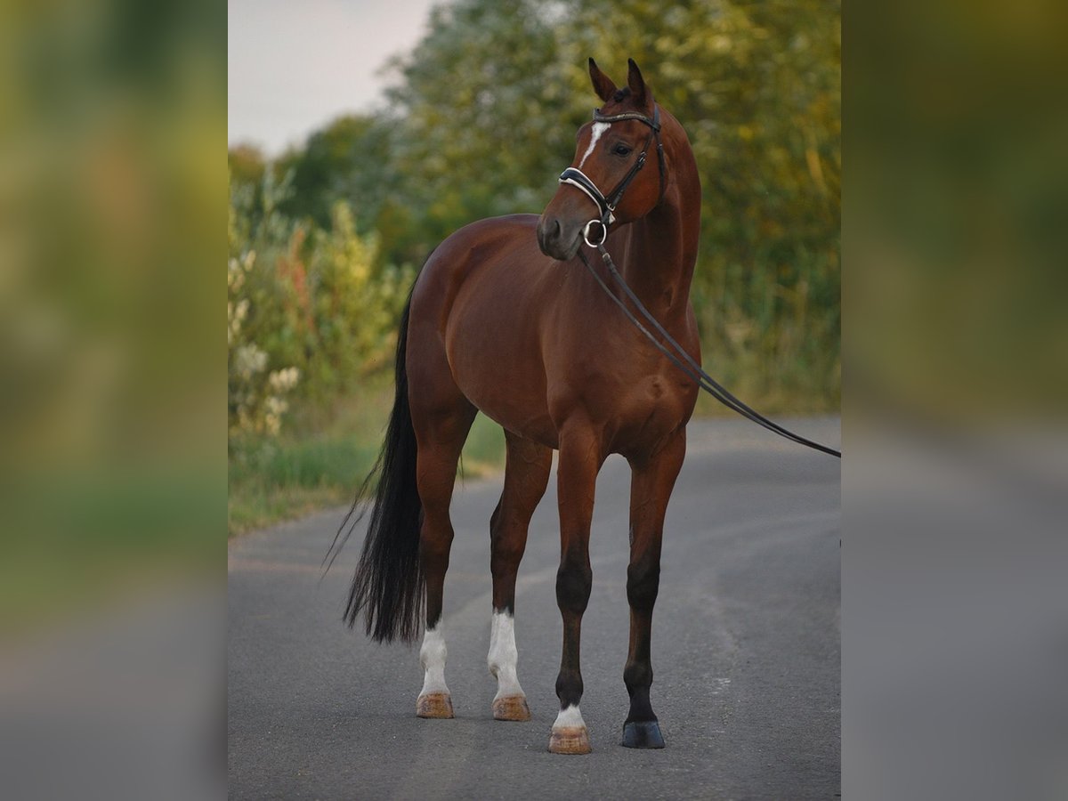 Koń oldenburski Wałach 5 lat 169 cm Gniada in Snina