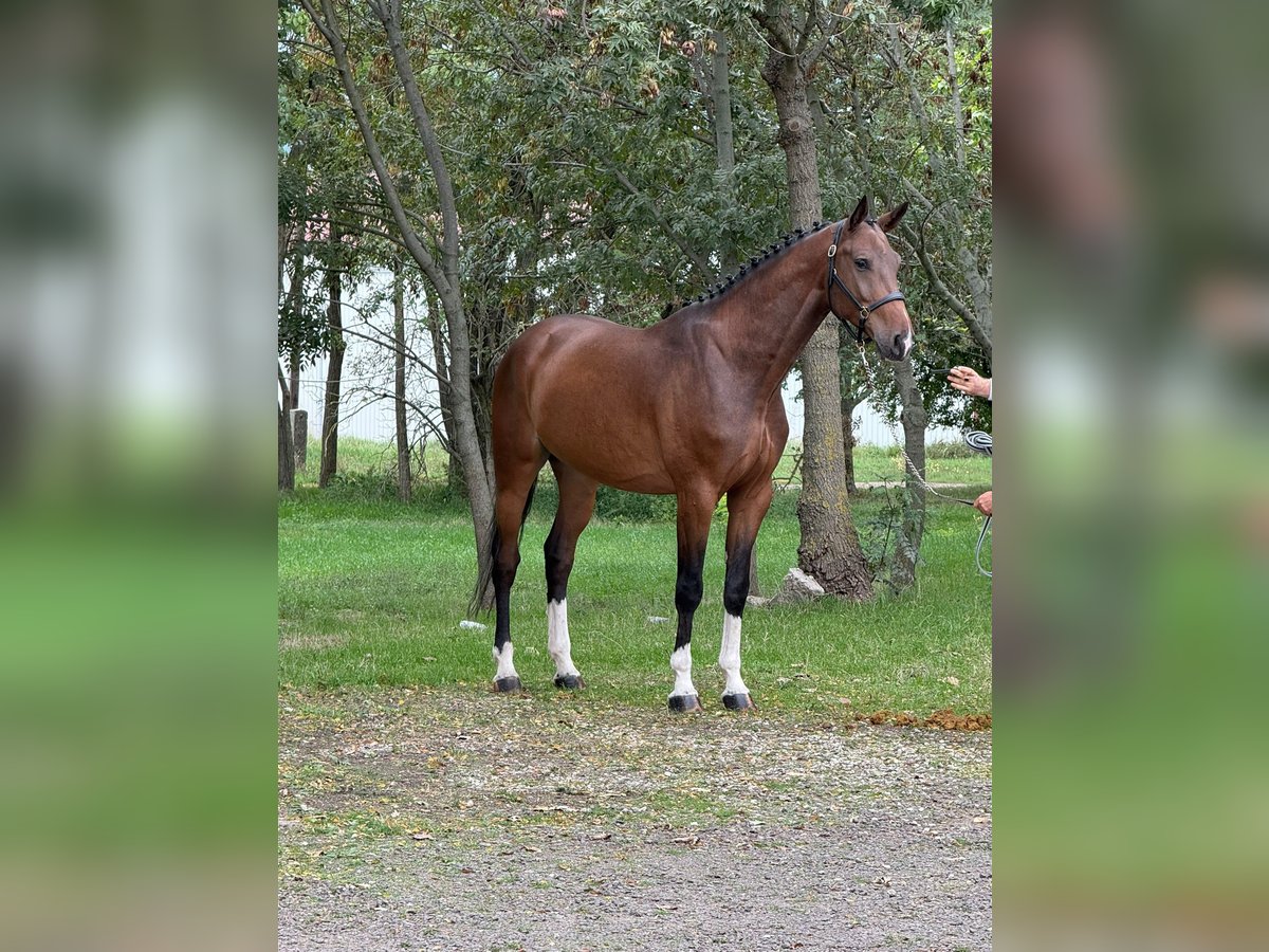 Koń oldenburski Wałach 5 lat 169 cm in Hódmezővásárhely