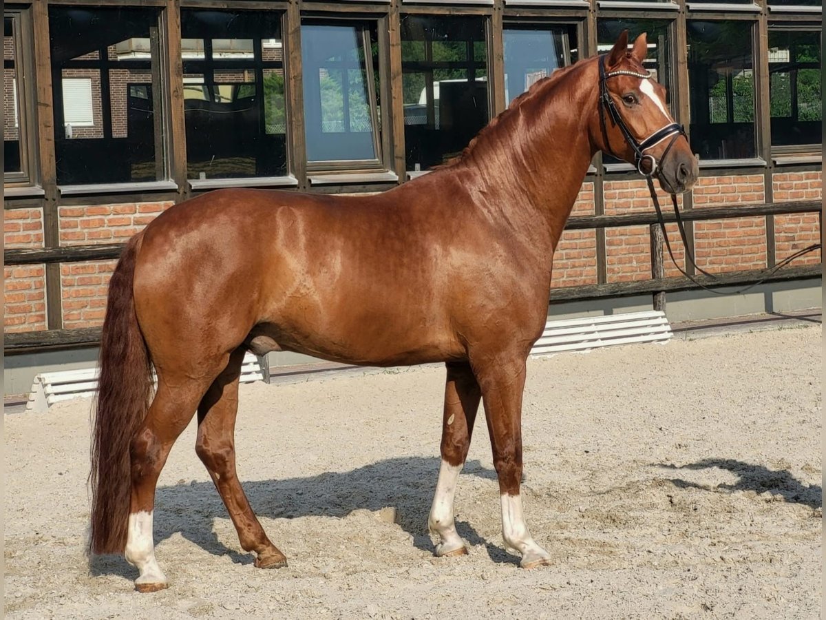 Koń oldenburski Wałach 5 lat 170 cm Kasztanowata in Heidesheim am Rhein