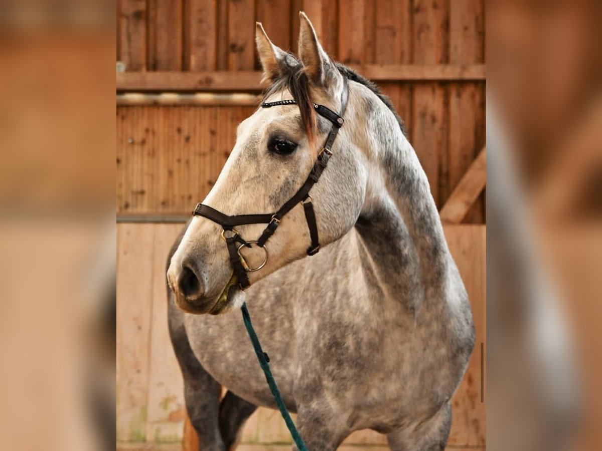 Koń oldenburski Wałach 5 lat 170 cm Siwa in Lörracho