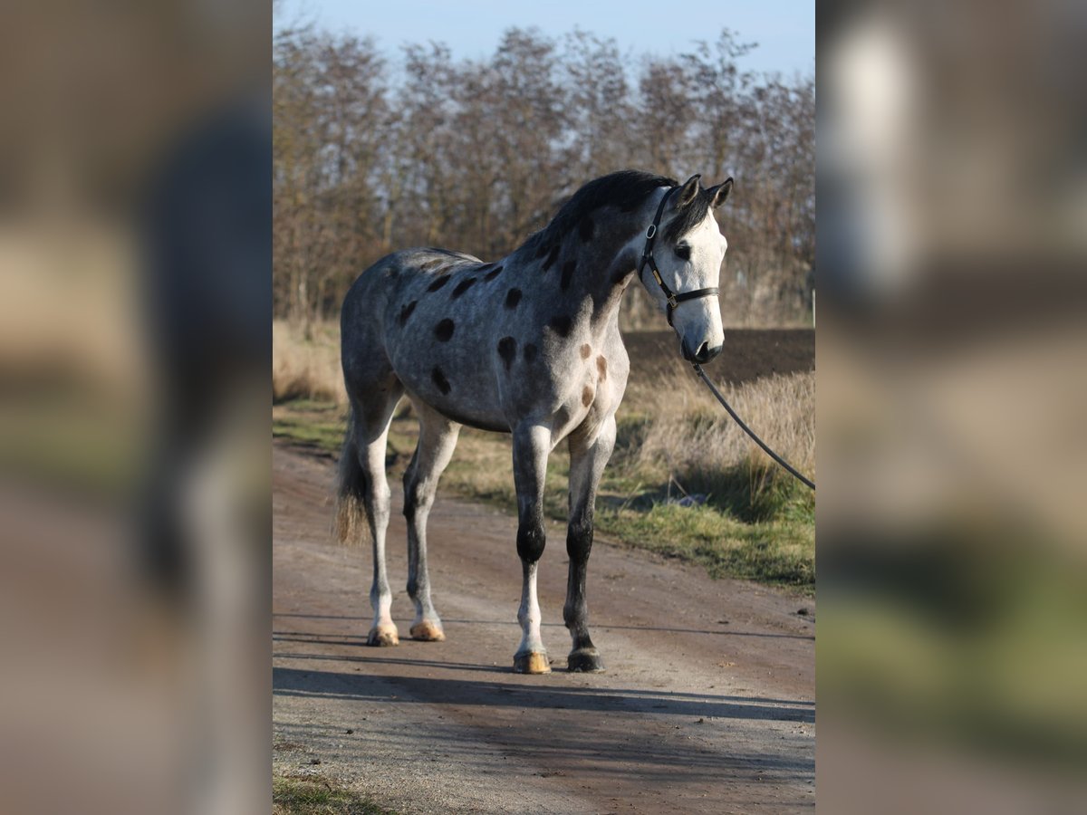 Koń oldenburski Wałach 5 lat 170 cm Siwa in Gyula