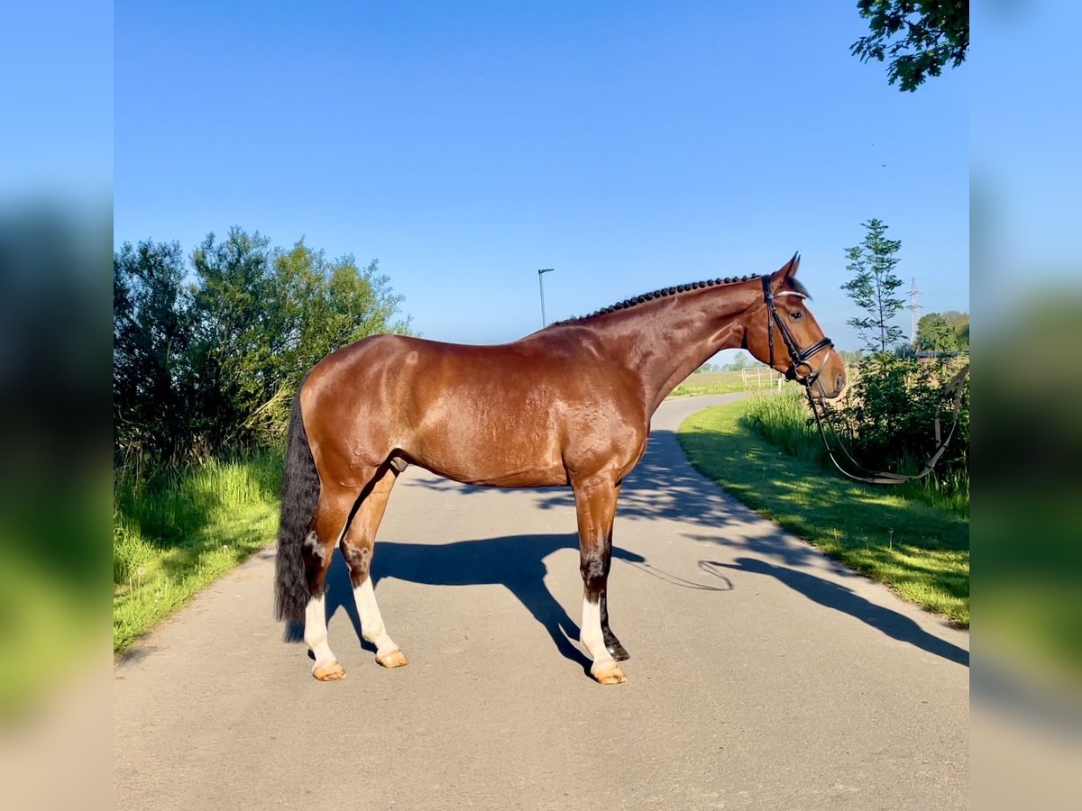 Koń oldenburski Wałach 5 lat 171 cm Gniada in Nordenham