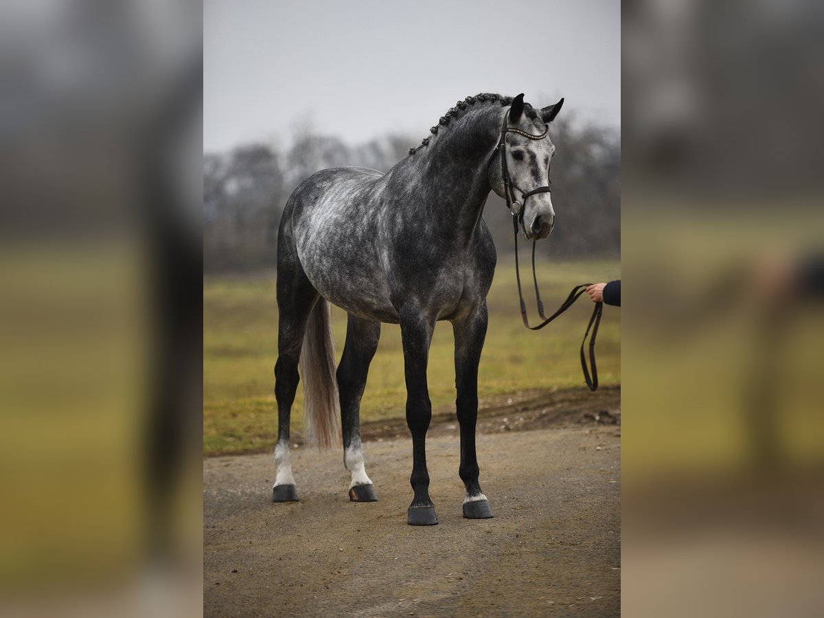 Koń oldenburski Wałach 5 lat 171 cm Siwa in Bekesszentandras