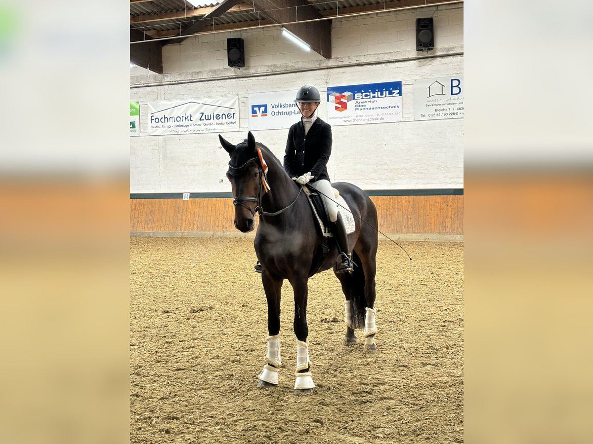 Koń oldenburski Wałach 5 lat 172 cm Ciemnogniada in Greven