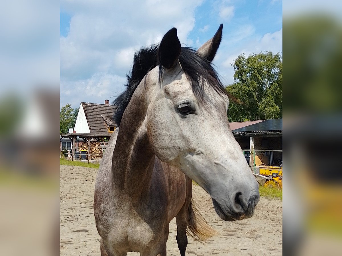 Koń oldenburski Wałach 5 lat 174 cm Siwa in Friesoythe