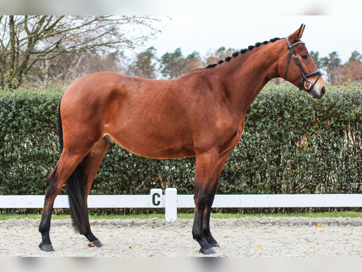 Koń oldenburski Wałach 5 lat 175 cm Gniada in Wedemark