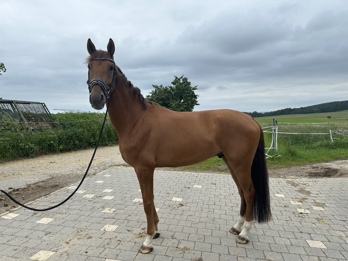 Koń oldenburski Wałach 5 lat 175 cm Kasztanowata in Bodenwöhr