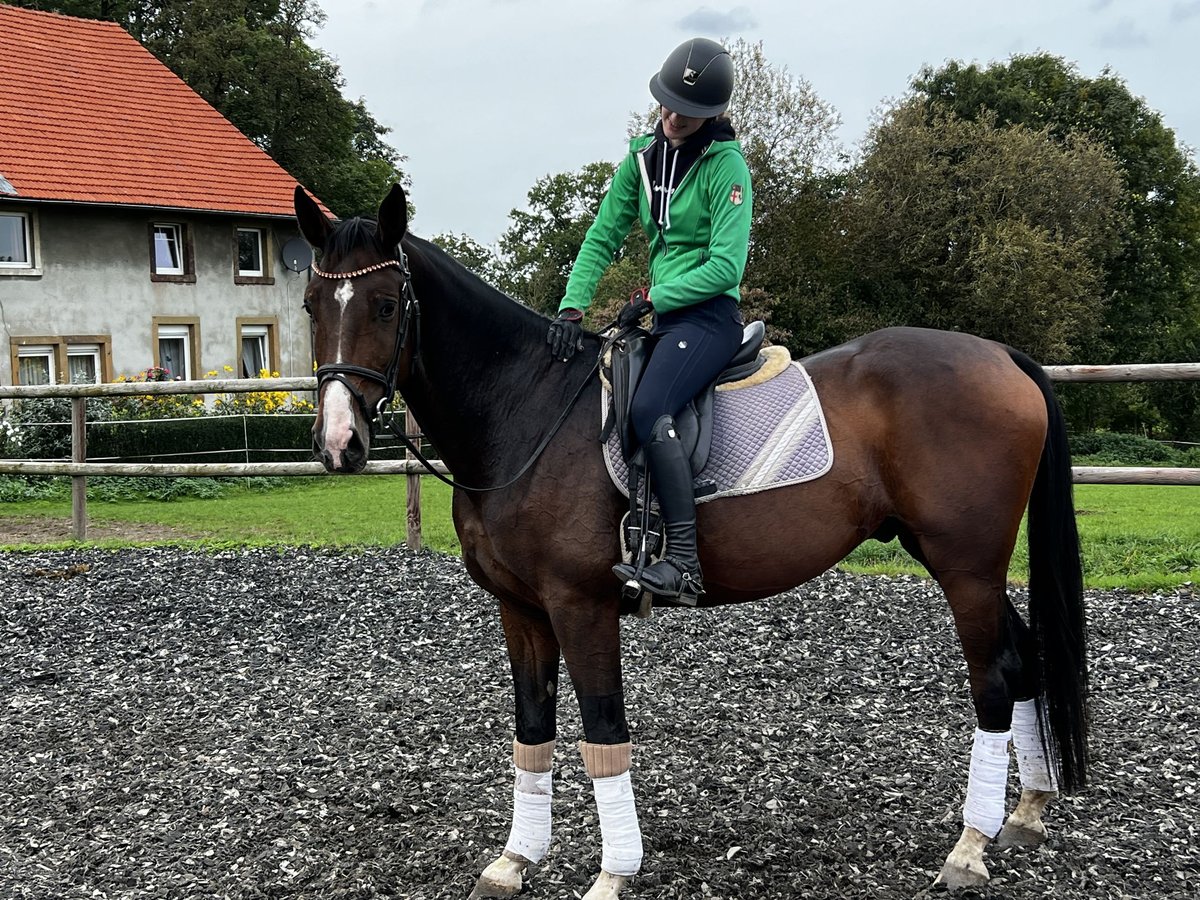 Koń oldenburski Wałach 5 lat 175 cm in Hasbergen