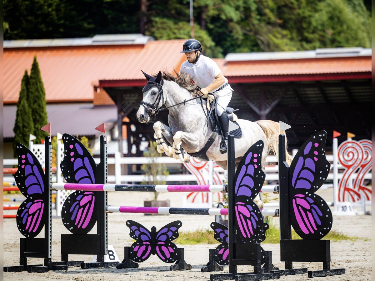 Koń oldenburski Wałach 6 lat 165 cm Siwa in Rzeszów