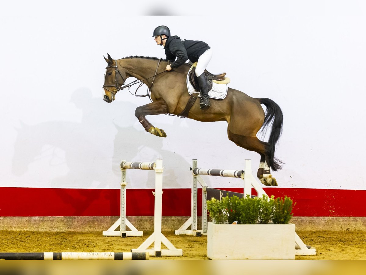 Koń oldenburski Wałach 6 lat 167 cm Gniada in Waddinxveen