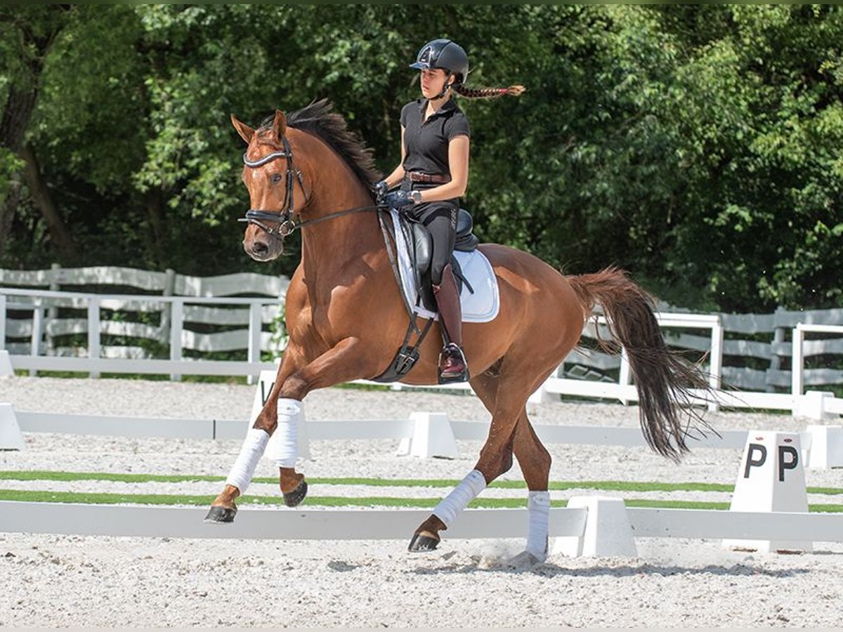 Koń oldenburski Wałach 6 lat 167 cm Kasztanowata in Pilisjászfalu