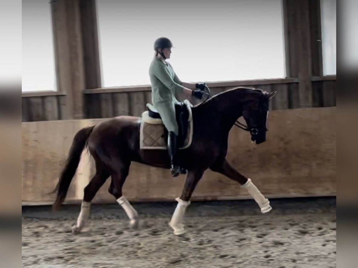 Koń oldenburski Wałach 6 lat 170 cm Ciemnokasztanowata in Pfaffenhofen