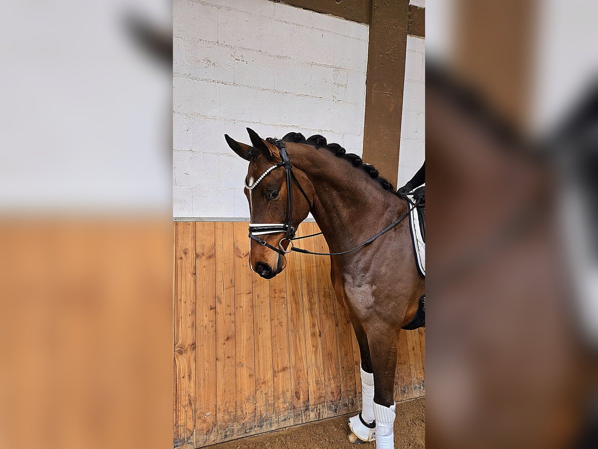 Koń oldenburski Wałach 6 lat 170 cm Gniada in R&#xF6;ttingen