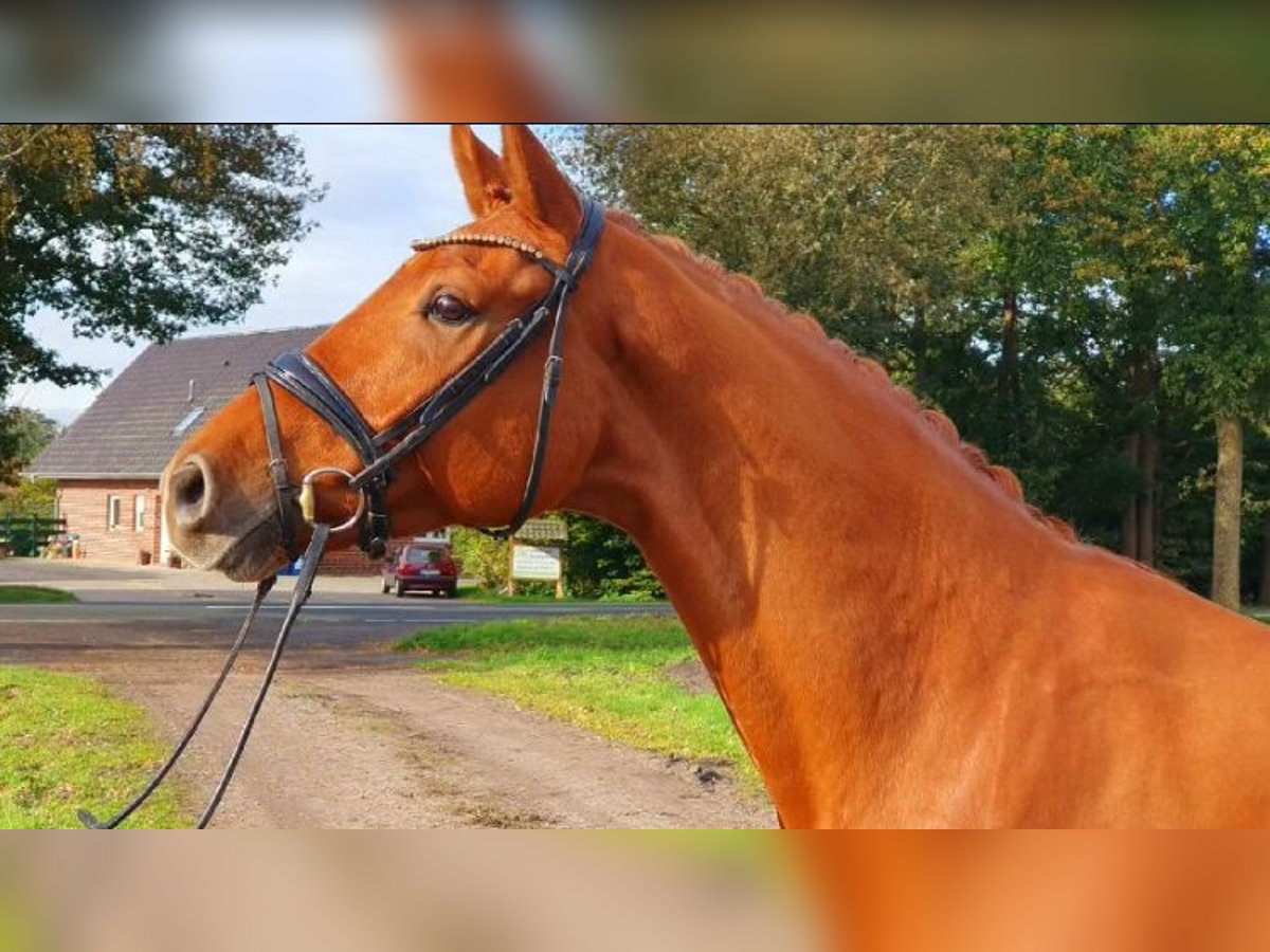 Koń oldenburski Wałach 6 lat 170 cm Kasztanowata in Lohne (Oldenburg)