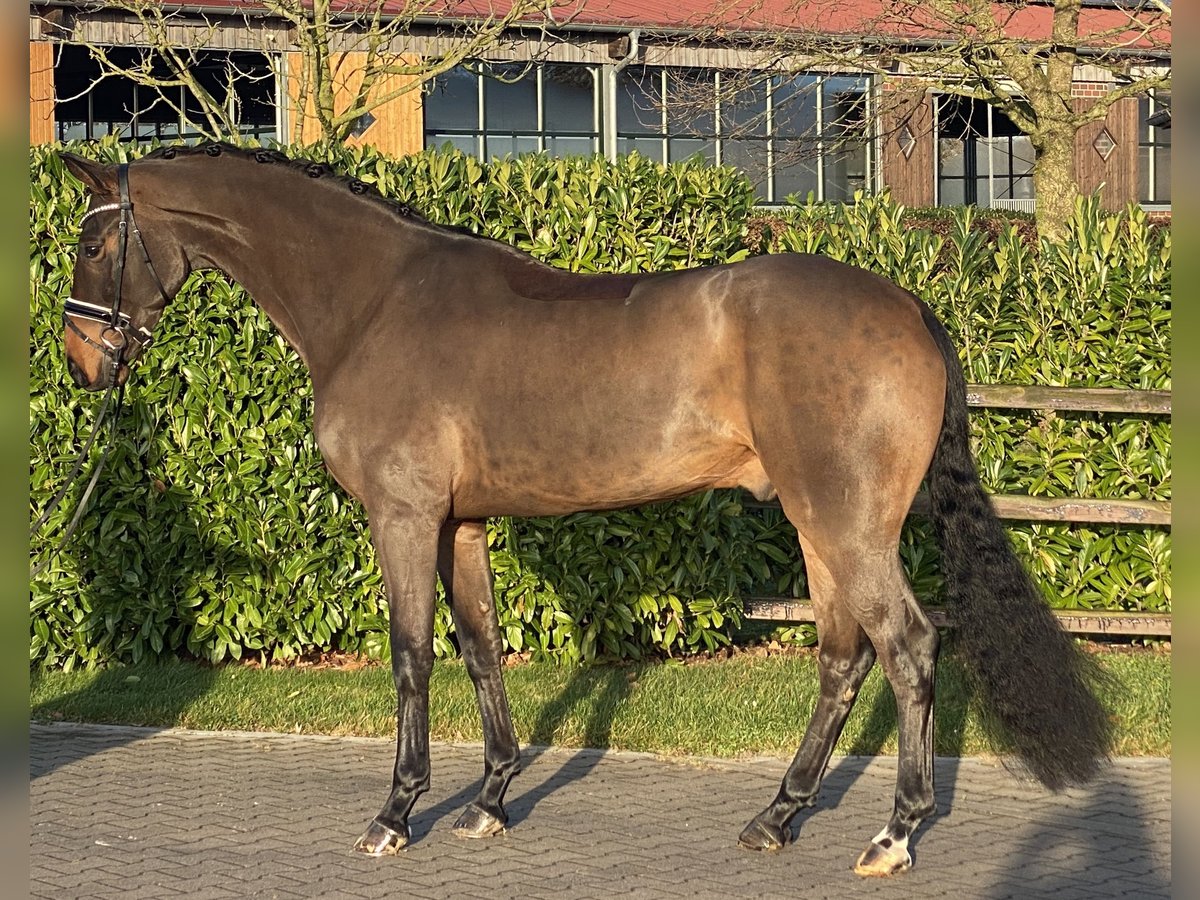 Koń oldenburski Wałach 6 lat 172 cm Gniada in Visbek