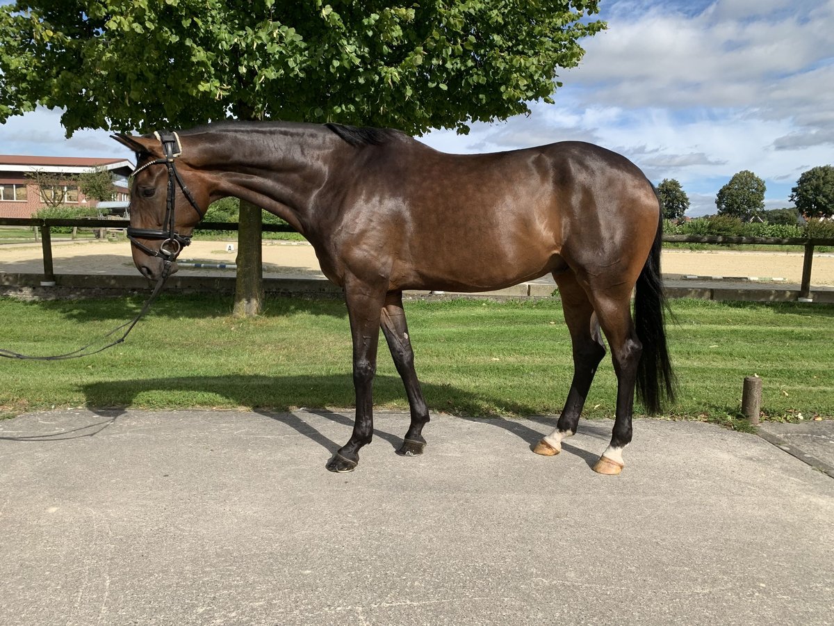 Koń oldenburski Wałach 6 lat 173 cm Ciemnogniada in Rosendahl