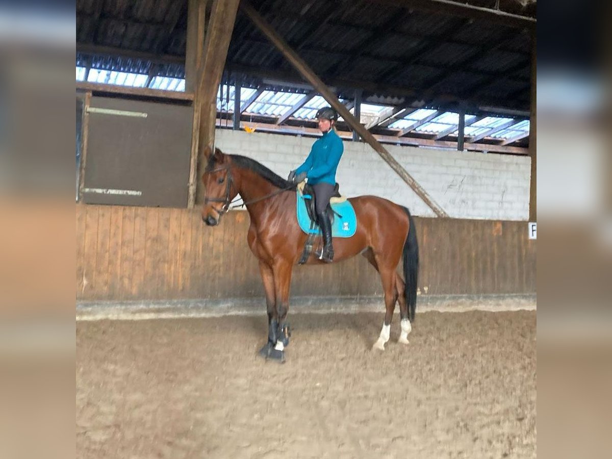 Koń oldenburski Wałach 6 lat 173 cm Gniada in Gro&#xDF;enkneten