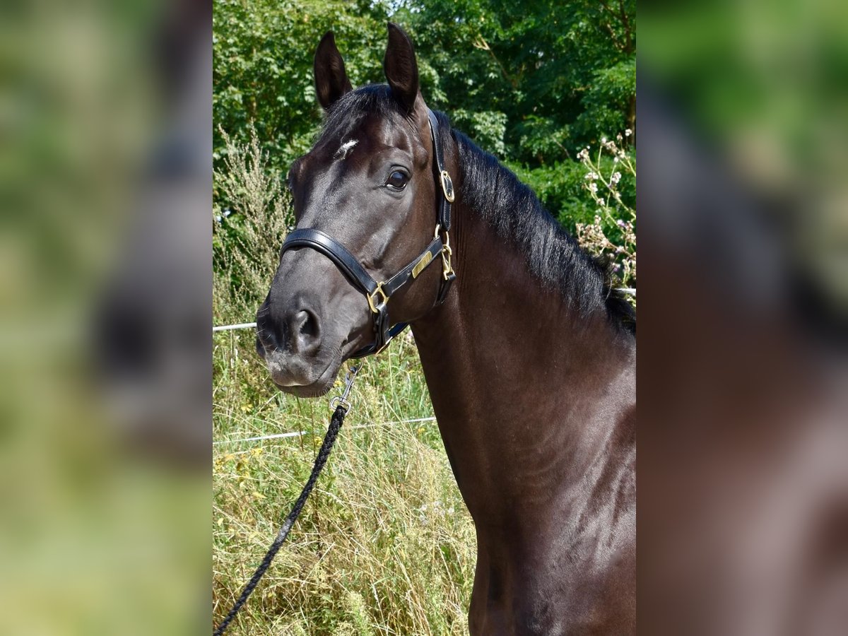 Koń oldenburski Wałach 6 lat 174 cm Kara in Ringgau