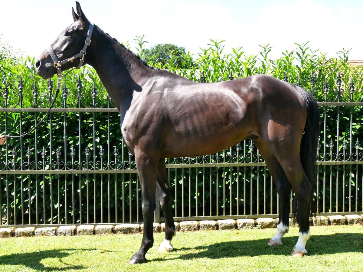 Koń oldenburski Wałach 6 lat 174 cm in Dorsten