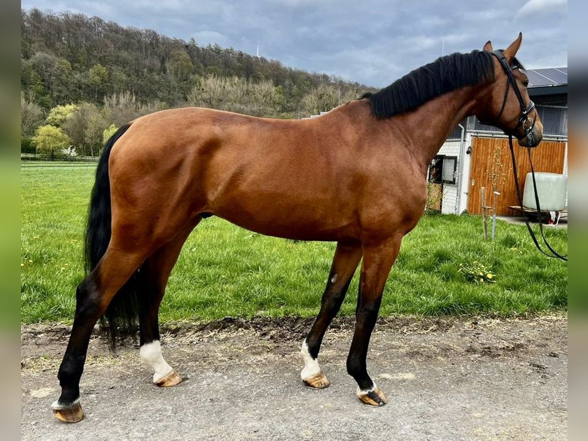 Koń oldenburski Wałach 6 lat 178 cm Gniada in Paderborn