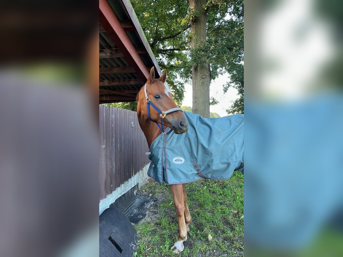 Koń oldenburski Wałach 7 lat 163 cm Kasztanowata in Großenkneten