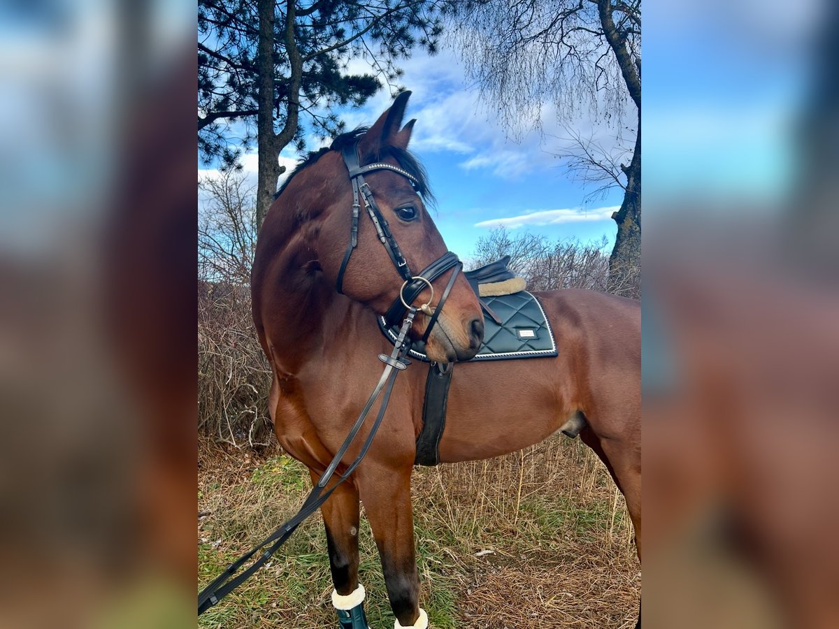 Koń oldenburski Wałach 7 lat 168 cm Gniada in Pelmberg