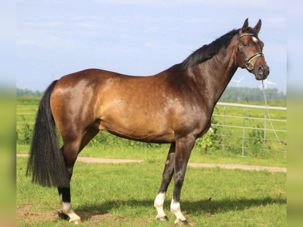 Koń oldenburski Wałach 8 lat 167 cm Gniada in Berne