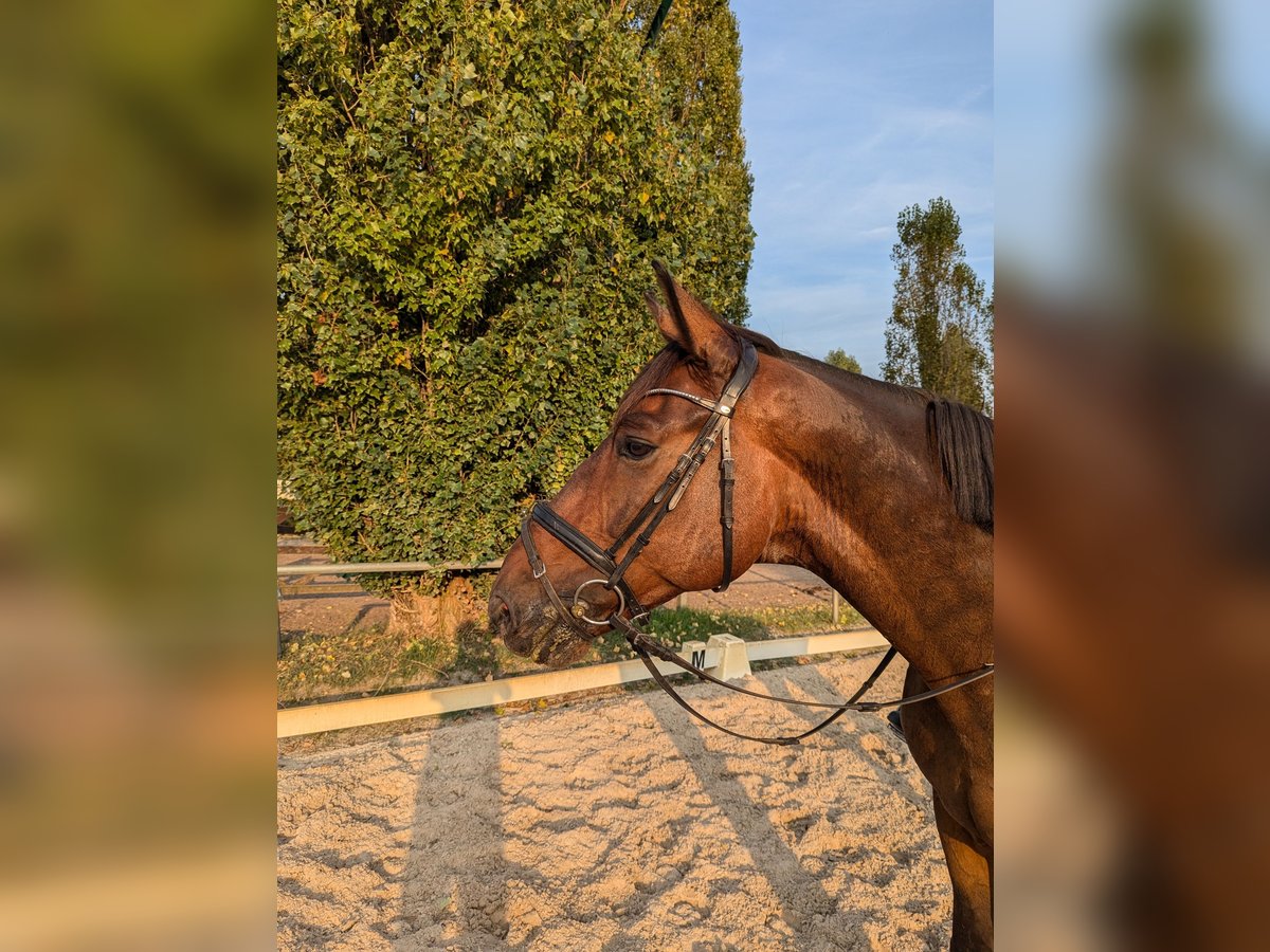 Koń oldenburski Wałach 8 lat 170 cm Gniada in Stahnsdorf