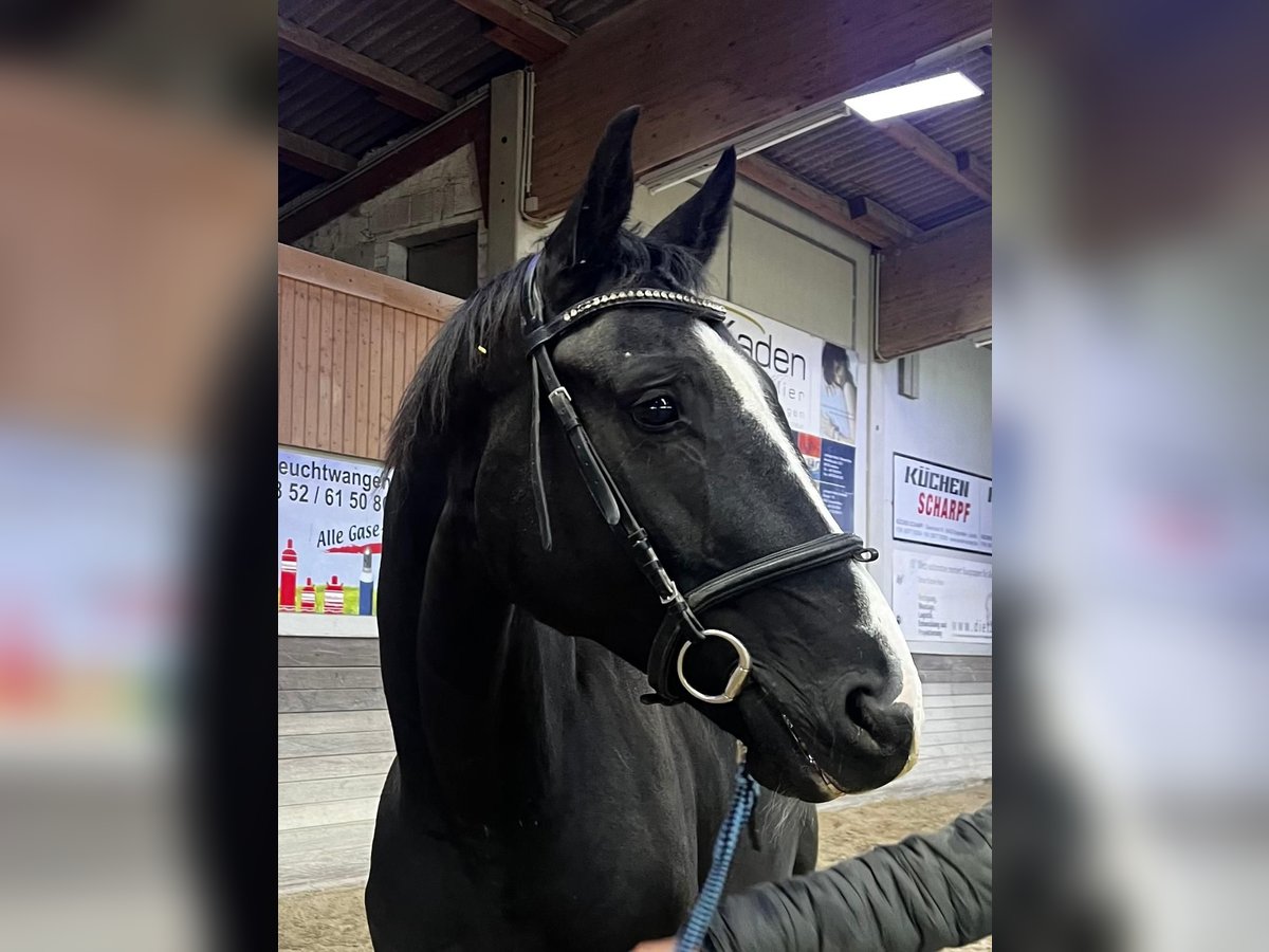 Koń oldenburski Wałach 8 lat 174 cm Kara in Giengen an der Brenz