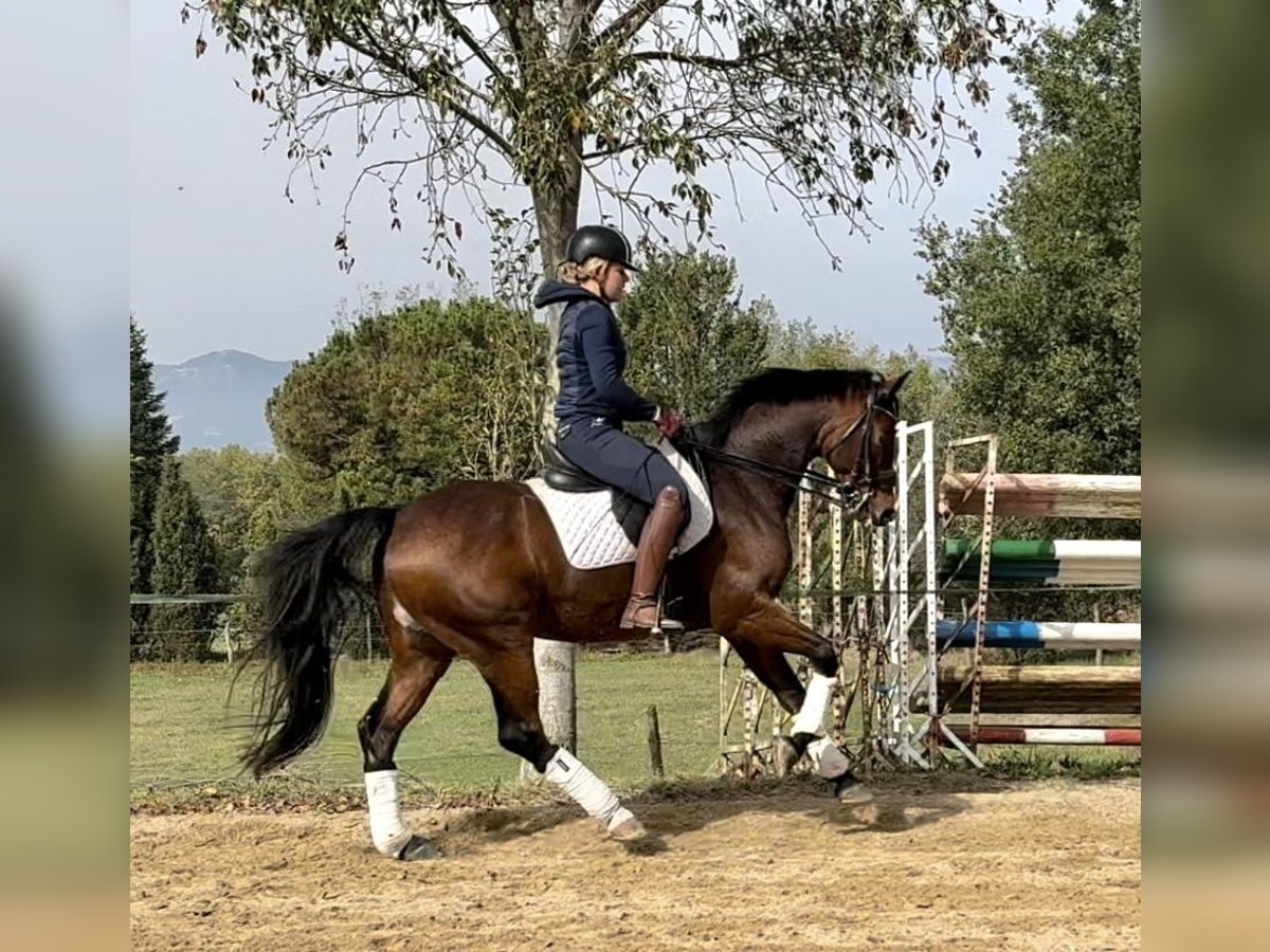 Koń oldenburski Wałach 9 lat 167 cm Gniada in Vic