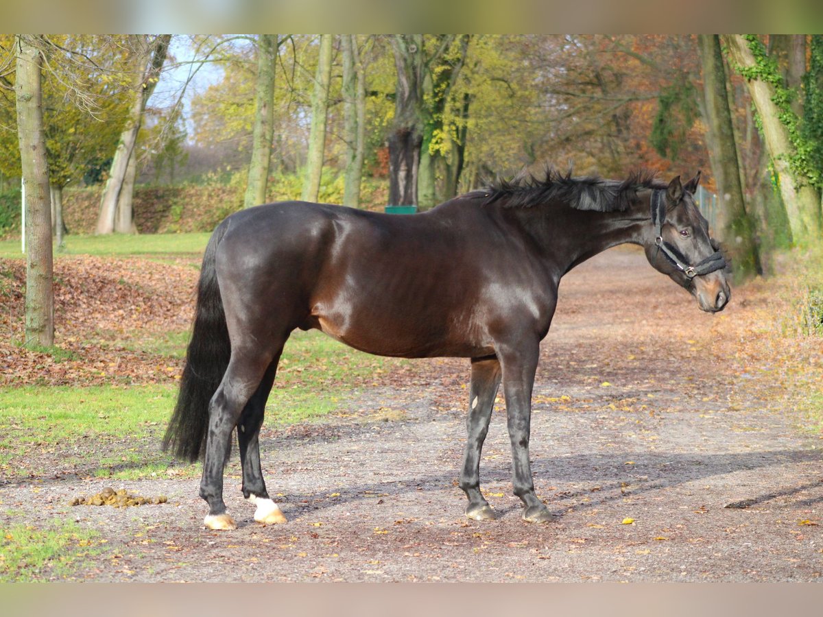 Koń oldenburski Wałach 9 lat 168 cm Ciemnogniada in Darmstadt