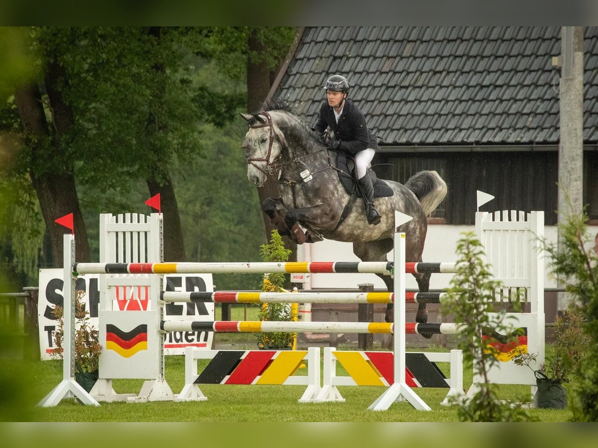 Koń oldenburski Wałach 9 lat 171 cm Siwa jabłkowita in Wagenfeld