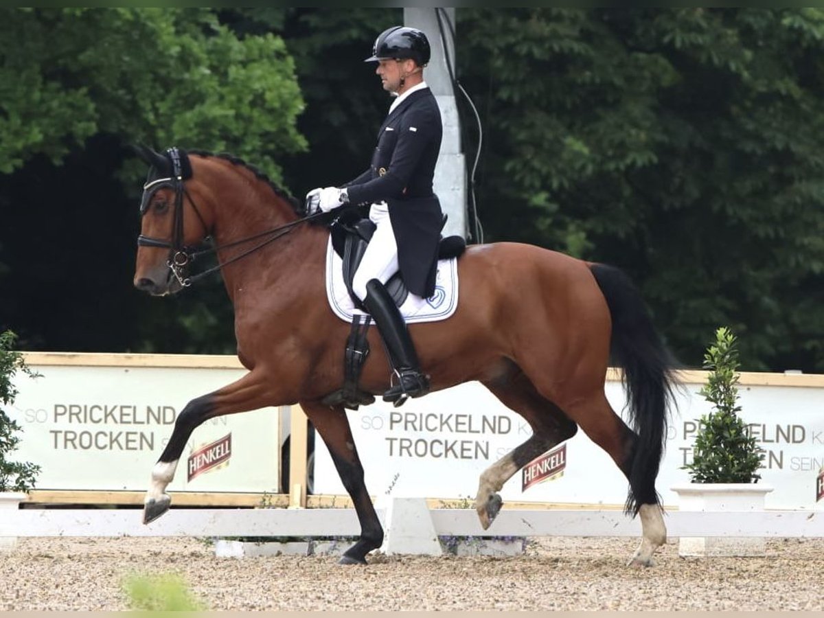 Koń oldenburski Wałach 9 lat 172 cm Gniada in Usingen