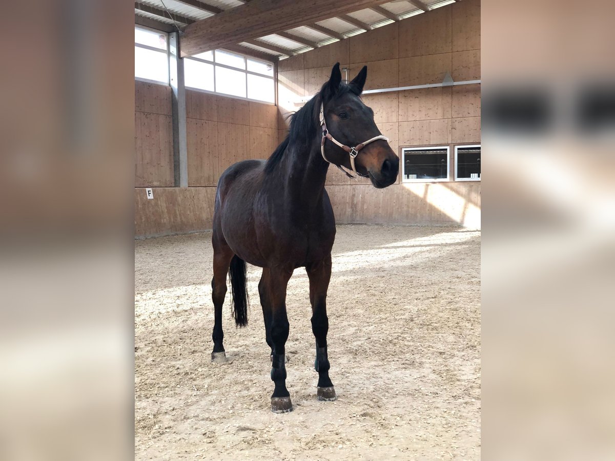 Koń oldenburski Wałach 9 lat 183 cm Ciemnogniada in Renchen